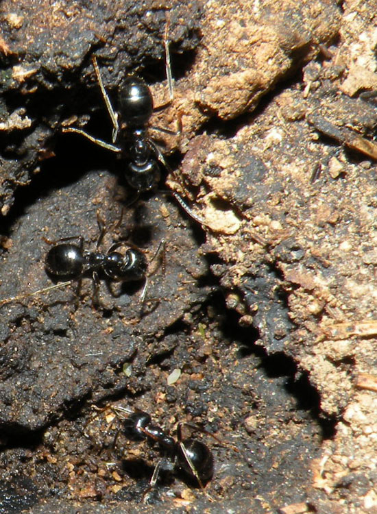 Lasius fuliginosus, Lasius cfr emarginatus, Formica gr. rufa